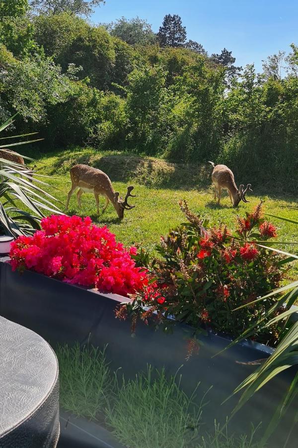 Het Duinhuisje Met Jacuzzi, Gratis Parkeren, 2 Fietsen Te Leen, Airco Frühstückspension Zandvoort